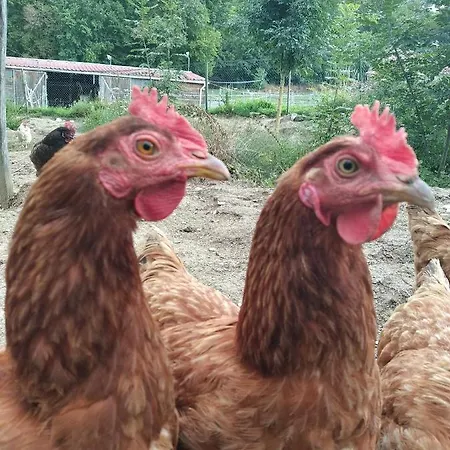 Moulin De La Chamblon En Pleine Nature Parmi Les Chevaux Proche Chateau Thierry Дом отдыха